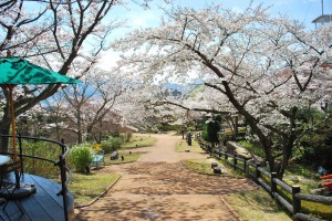 20140402 桜情報③　春爛漫♪-12